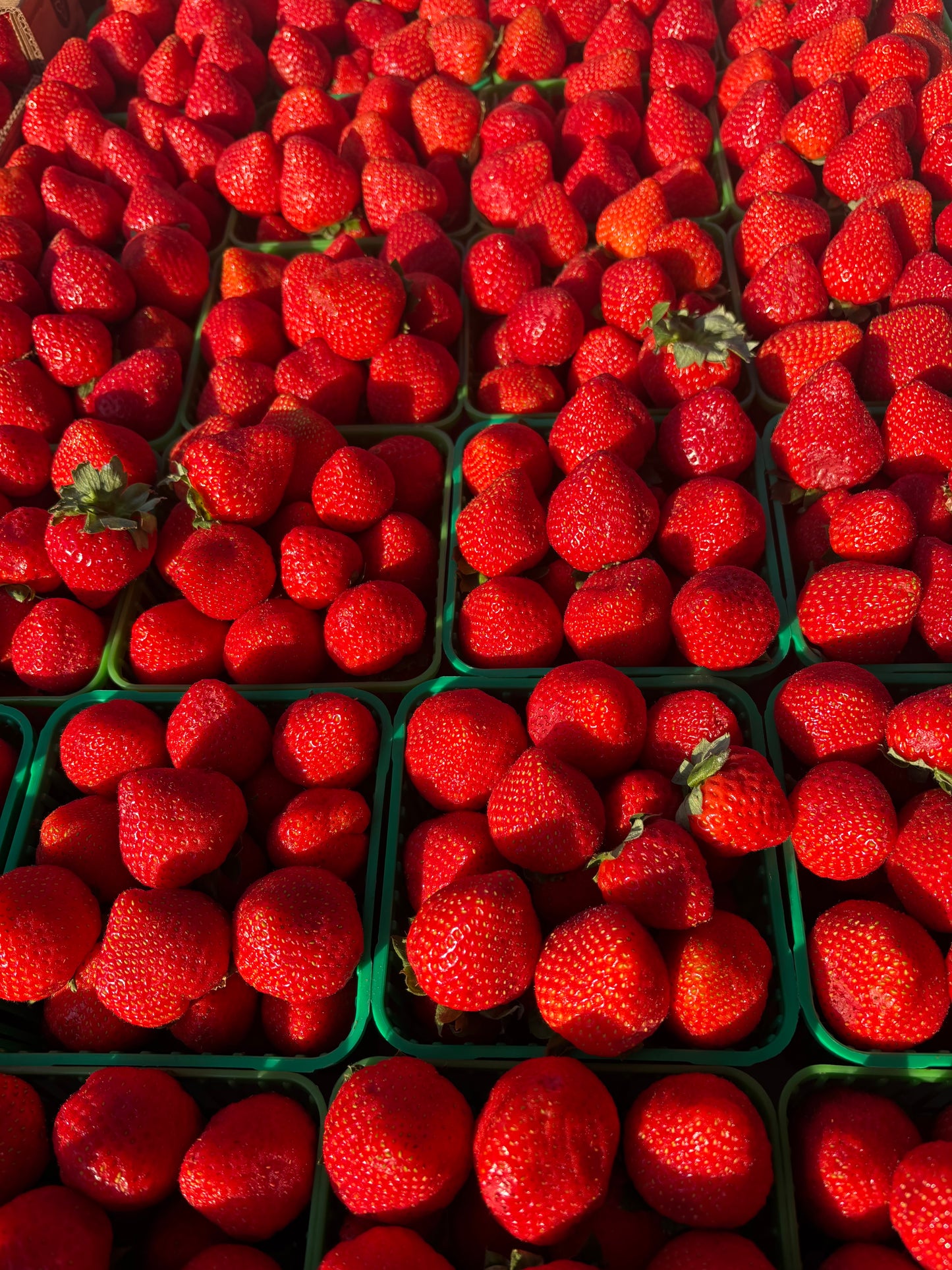 Canadian Strawberries (2 pack)