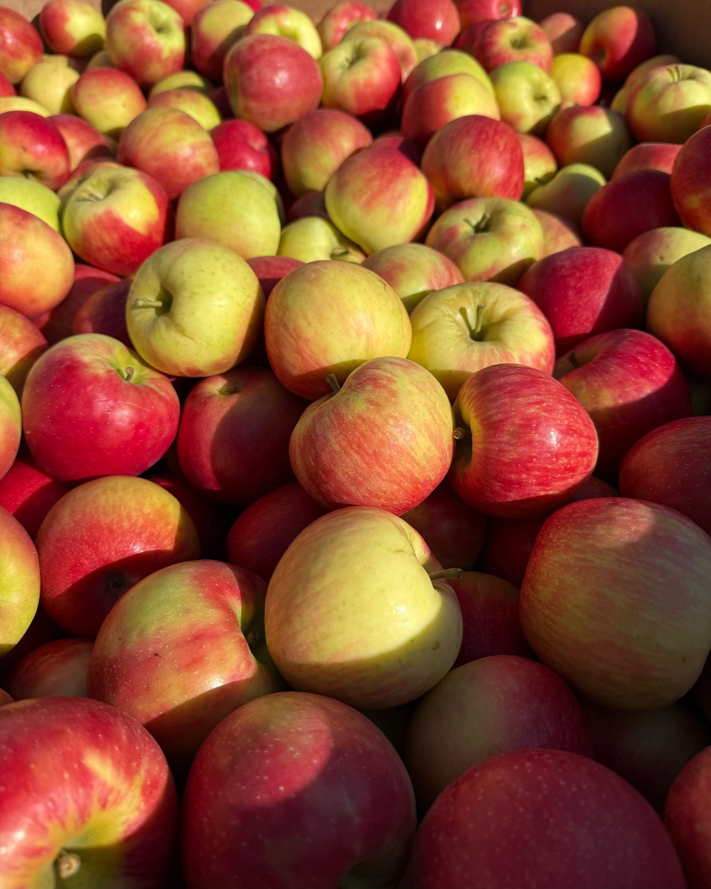 Honeycrisp apple (5 apples)