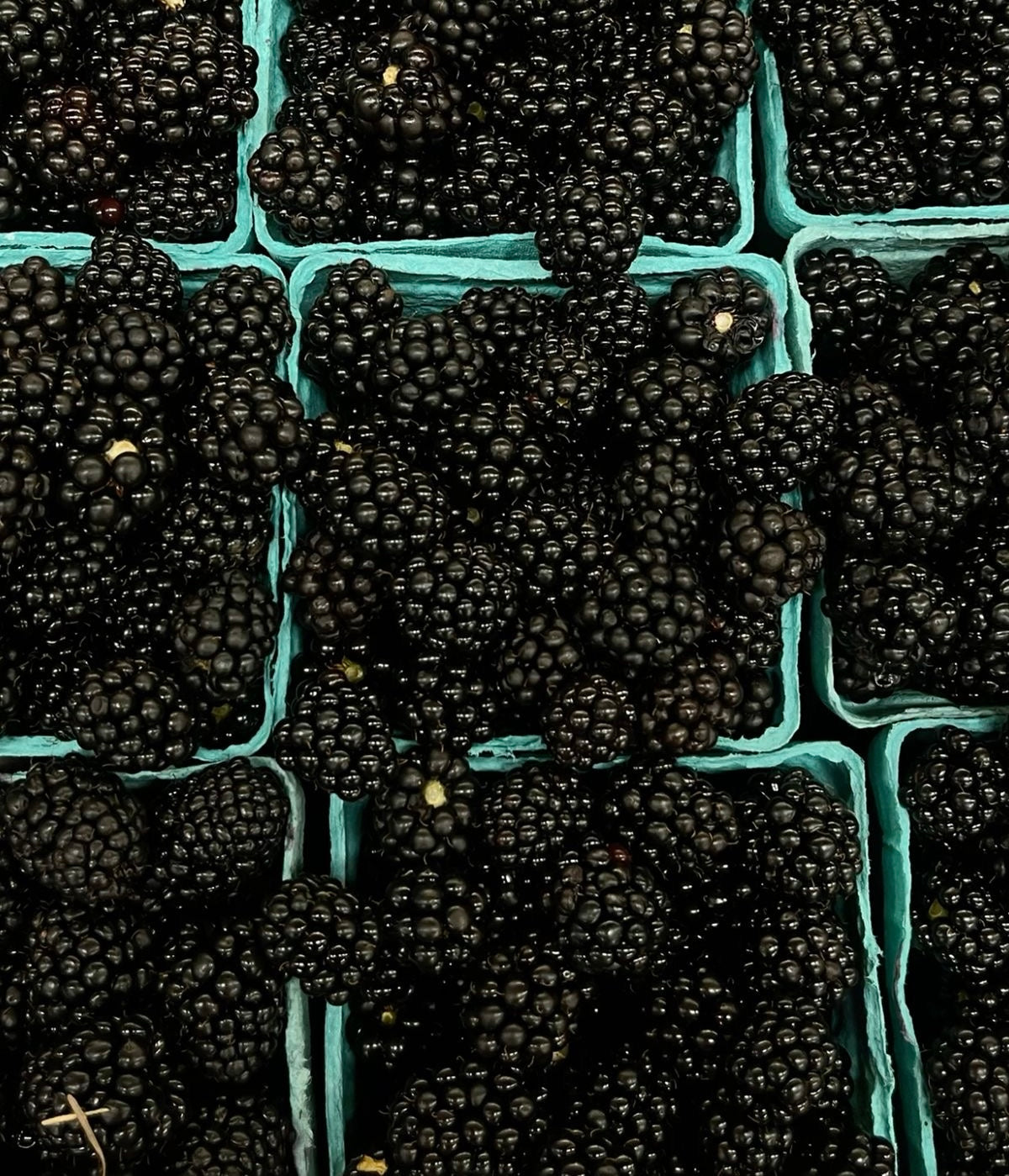 Blackberries (2-pack)
