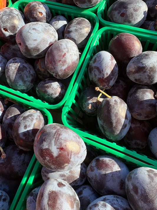 Niagara purple plums  (1 quart)