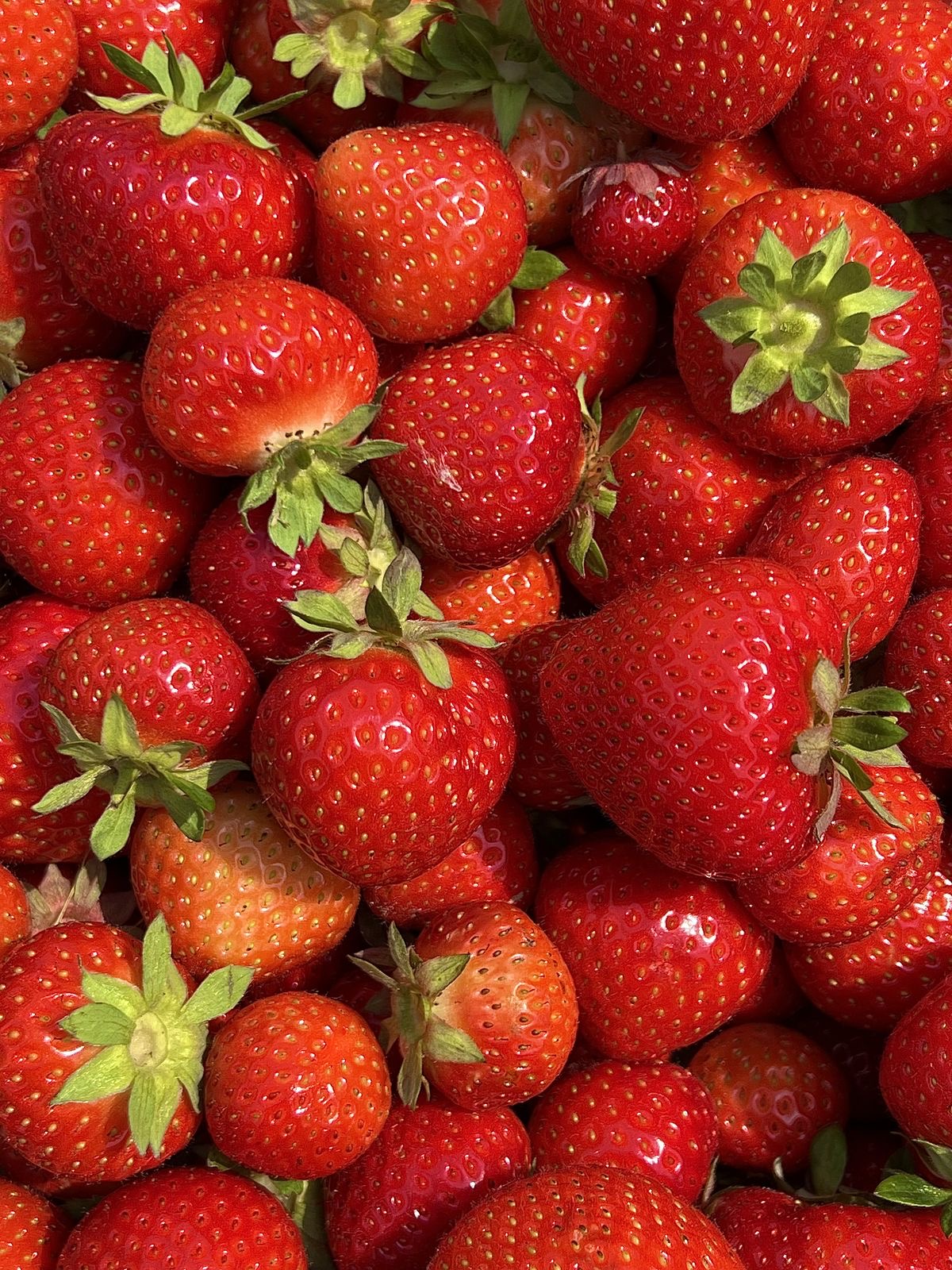Sweet Strawberries (3-Pack)