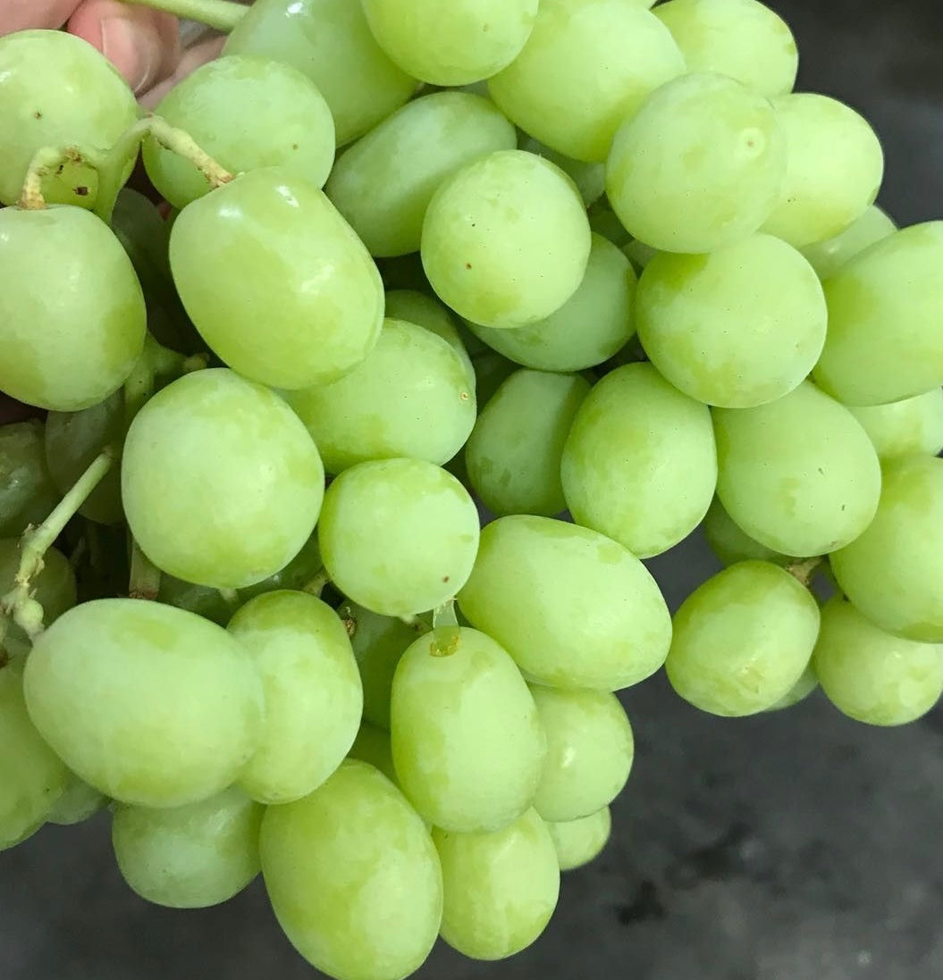 Green Seedless Grapes (1 bag) Crunchy!