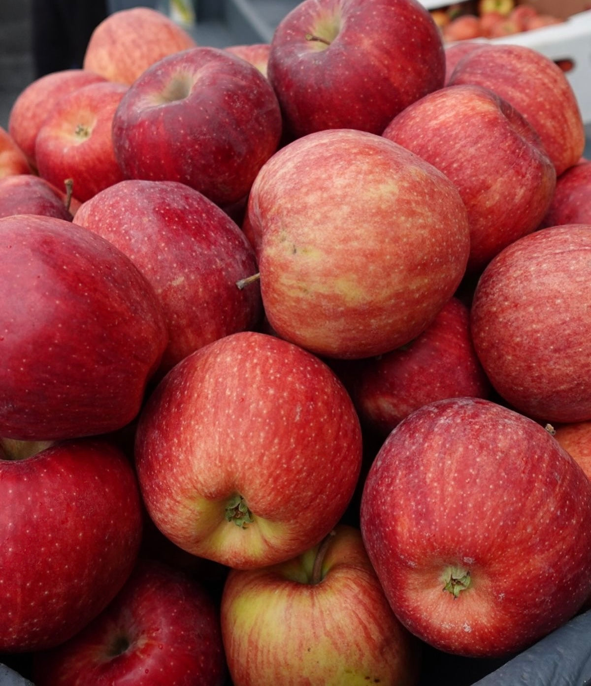 Local Gala Apples (7-8lbs)