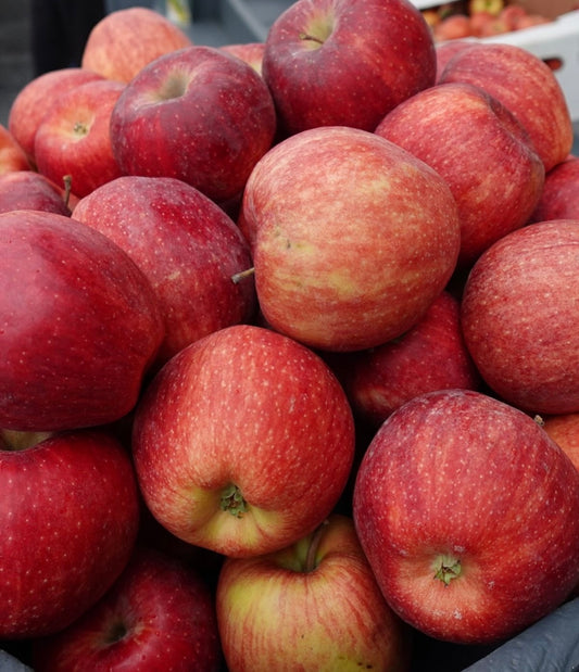 Local Gala Apples (7-8lbs)