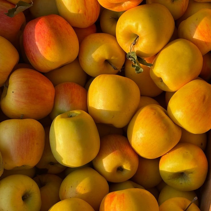 Local Golden Supreme Apples (7 pieces)